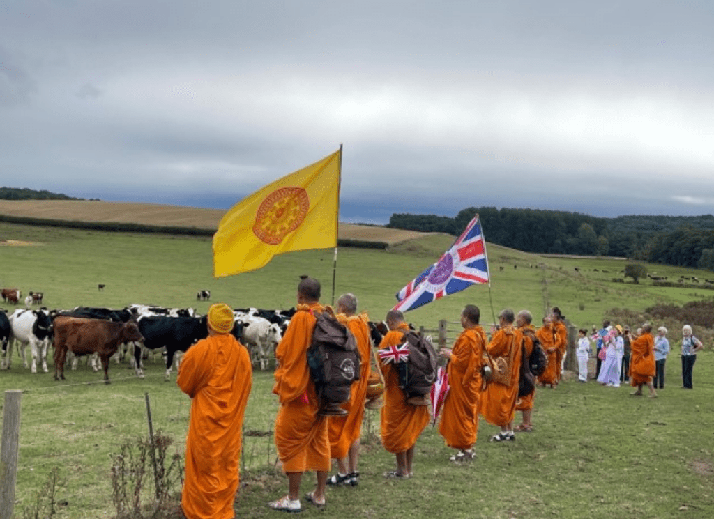 Buddhist monks and Quakers praying in open fields in front of a herd of cows.