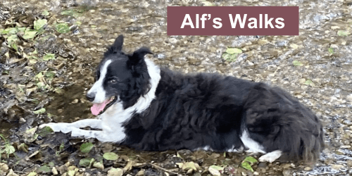 Photograph of black and white border collie dog lying on shallow pebbly stream bed.